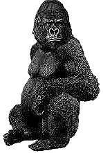 Gorilla
